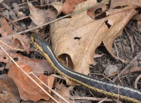 A garter snake is spotted after it is heard making a rustling sound amid dry leaves.