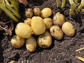 Basket grown Melody potato is among numerous seed potato varieties introduced from EarthApples; 100% GMO-free and bred for taste, texture and ease of growing in small spaces. (photo courtesy EarthApples)