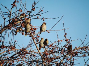 Strathcona County has been ranked 12th nationally as a “Bird Friendly City” by Nature Canada. Photo Supplied
