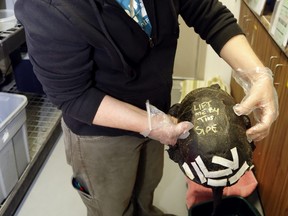 Veterinary assistant Julia Evoy transfers an injured Blanding's turtle to a soaking tub Monday at Sandy Pines Wildlife Centre in Napanee. Staff can often repair turtles' broken shells; the animals spend time recovering before being re-released to the wild.