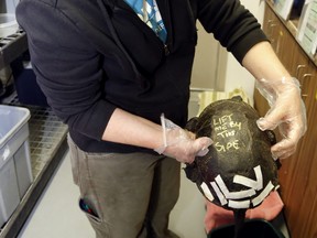 Veterinary assistant Julia Evoy transfers an injured Blanding's turtle to a soaking tub Monday at Sandy Pines Wildlife Centre in Napanee. Staff can often repair turtles' broken shells; the animals spend time recovering before being re-released to the wild.