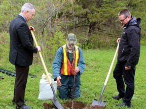 Nipissing University President Dr. Kevin Wamsley, left, and Joey Roussy get advice from Hal Folk on planting an apple tree, Monday, at the Nipissing University Student Union Student Centre.
PJ Wilson/The Nugget