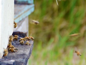 To educate the public about the important role bees play in nature, the city will host a pollinator event in the Market Square June 18 as part of Pollinator Week June 20-26, an international celebration designed to promote the valuable ecosystem services pollinators provide.