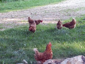 Chickens know how to make a dust bathing area on their own, spread their wings and roll around in loose dry soil, getting it in their feathers and on their skin to get rid of lice and pests. (Ted Meseyton)