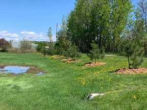 Several trees were planted recently at the proposed doggie park in Thomson Park. The trees were planted to provide a wind barrier along Highway 11 and shade for users of the park. The trees were part of a joint partnership between Trees for Nipissing and Eagle Tree Service.