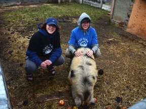 Grade nine students Laura Carroll and Nicolas Adams sit with The Farm's single pig on Thursday, May 19. The school is hoping to accomodate more using Wawanesa's $12,500 donation.
