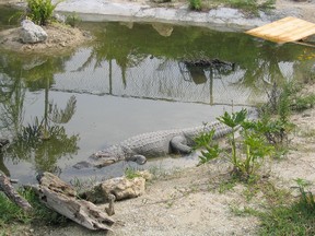 And the Florida alligator was asleep as usual. (Les Green)