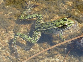 The Northern Leopard Frog. (supplied photo)