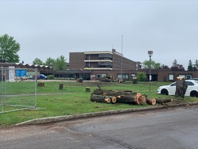 About 15 large maple and oak trees were cut down from the front of Cassellholme. Cassellholme says they are repurposing the wood in the new build.