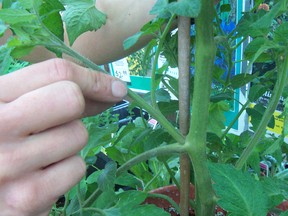 With his left hand holding firm the central stem, Ted’s forefinger and thumb grasp a sucker about to be pruned out at the joint from this potted tomato plant. (supplied photo)