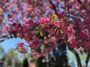 Crabapples bloom in May.