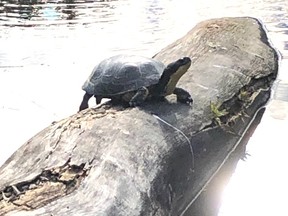 The endangered Blanding’s turtle surveys a favourite pond in the Nepahwin Lake Watershed.  Adrianna Delisle photo