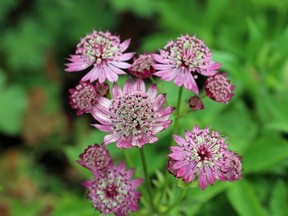 Masterwort, Astrantia species. (Getty Images)