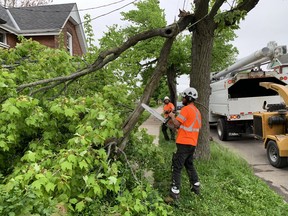 Tyler Hall uses a chain saw to cut off a branch of a tree while Corey Johnson holds the tree in place on Sunday. The tree branch fell from a tree on Brock Street near Darling Street during Saturday's storm. Hall and Johnson were just two of many city employees in the forestry department kept busy with clean up operations following Saturday's storm. Employees from several city departments were involved in the effort.