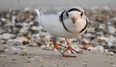 One of a pair of plovers photographed by Don Kennedy May 11, 2022. By Sunday, he hadn't seen them again. (Don Kennedy photo for The Sun Times/Postmedia Network)