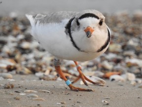 One of a pair of plovers photographed by Don Kennedy May 11, 2022. By Sunday, he hadn't seen them again. (Don Kennedy photo for The Sun Times/Postmedia Network)