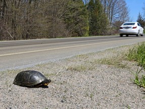 A Blanding's turtle - one of a threatened species - sits on a roadside May 9 near Roblin, north of Napanee. Many turtles die after being struck by vehicles, yet some may, with proper care, survive terrible injuries.