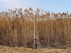 Invasive Phragmites are invading our wetlands and harming the habitat for frogs, turtles, snakes and wetland birds. On Monday, May 30 at 7 p.m. the Friends of Salmon River (FSR) presents an online workshop: Invasive Phragmites: Learn how to identify it and what to do about it, with Amanda Tracey, Conservation Biologist. SUBMITTED PHOTO