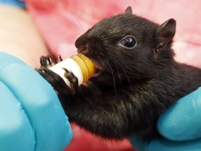 A grey squirrel feeds from a syringe held by animal care attendant Scott Villeneuve at Napanee's Sandy Pines Wildlife Centre. Despite the name, the colouring of grey squirrels' fur varies.