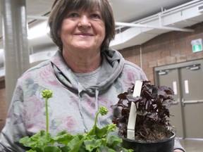 Nancy Slusarczyk purchased gernaniums Saturday morning at the Paris Horticultual Society's plant sale in the Syl Apps Community Centre.