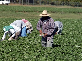 Brant County says 800 to 1,000 temporary foreign workers each year help harvest crops grown in the municipality. Submitted