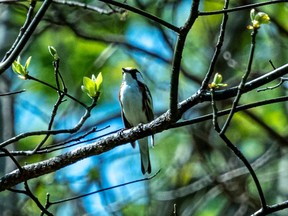 This chestnut-sided warbler is one of the 54 species of birds spotted during a morning hike at Long Point Basin Land Trust's Arthur Langford Nature Reserve. Submitted