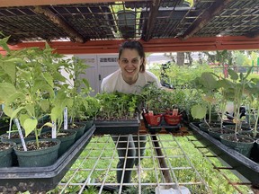 Caitlin Schneider, of Equal Ground Community Gardens, with some plants available for pickup on Saturday. The long weekend marked the beginning of planting of   fruit and vegetables plants at community gardens throughout Brantford and Brant County.