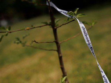 A ribbon is attached to a freshly planted apple tree on the grounds of the former Mohawk Institute residential school in Brantford. COLE BURSTON/AFP via Getty Images