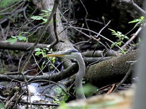 A great blue heron moves with stealth at Ferguson Falls, a hidden gem that could soon be part of the Brock Trail. City council votes next week on trail extensions that will make it possible. (RONALD ZAJAC/The Recorder and Times)
