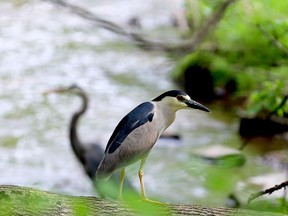 A black-crowned night heron perches on a fallen tree at Ferguson Falls while a great blue heron walks by in the background. Brockville council on Tuesday approved plans to extend the Brock Trail, making the Ferguson Falls area more accessible. (RONALD ZAJAC/The Recorder and Times)