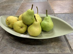 Bartlett pears. Gardening expert John DeGroot says growing a fruit tree is not as easy as it would seem, and says it requires an immense commitment from the grower. John DeGroot photo