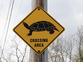 Turtle crossing signs are part of an campaign by the Municipality of Chatham-Kent and Lower Thames Valley Conservation Authority to raise awareness about species at risk in the community. Handout