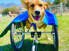 Winnie, a dog living with special needs at Charlotte's Freedom Farm near Dresden, will celebrate his first birthday May 14. (Handout/Postmedia Network)