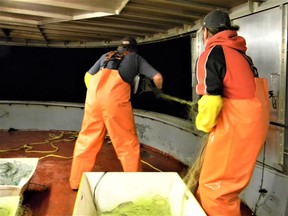 It's just after 6:25 a.m. on March 29, 2022 aboard Lady Anna II. The first "set" of the day has just started. At the port stern hatch, Curtis Mummery (at left) and "Marty" Martin guide gill net over the "roller" and into the depths of Lake Erie. John Martinello photo