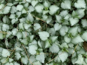 Lamium is a shade loving perennial that can also be used for rock gardens or at the front of perennial borders. John DeGroot