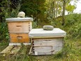 Two of the bee hives on Dr. Henry Svec's property in Blenheim, seen in this file photo from Oct. 9, 2020. Tom Morrison/Chatham This Week