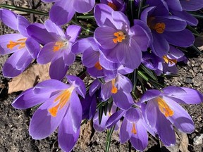 A crocus plant. Gardening expert John DeGroot answers some questions for local gardeners. John DeGroot photo