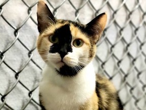 MEET PATCHES!  A Female/spayed born March 2020 Patches is a sweet, quiet girl who likes to lounge around and relax. She is a wonderful companion who brings a calming presence to wherever she is. Hanna SPCA photo