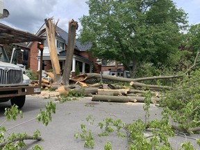 A massive tree split apart in Saturday's storm on Belmont Avenue in Old Ottawa South.