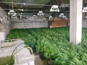 An OPP photo of a marijuana grow operation in Admaston Bromley Township where thousands of plants were seized on Thursday, May 5. OPP photos