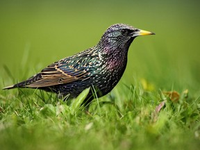 The European Starling (Sturnus vulgaris) was introduced to North America by Eugene Schizffelin, in March 1890. Ondrej Prosicky / Getty Images