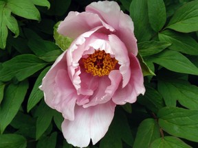 Peony "Bessie"

Doug Rebeg/Special to The Beacon Herald