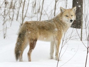 An eastern coyote is shown in this file photo.