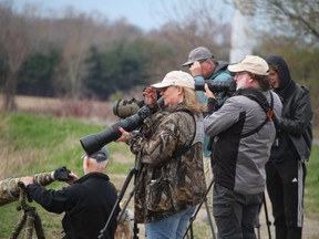Birders Monday at the Thedford sewage lagoons to see a marsh sandpiper sighted for the first time in Canada.