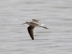 A marsh sandpiper sighted at the Thedford sewage lagoons in Lambton Shores is shown in this photo taken by Matt Parsons.