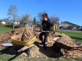 Hayden Houf, 10, of Corunna loads mulch into wheelbarrels while volunteering at a naturalization project Saturday at Wiltshire Park in Sarnia.