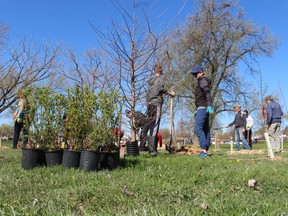 Volunteers planted about 100 trees and shrubs Saturday in a corner of Sarnia's Wiltshire Park, next to the Howard Watson Trail.