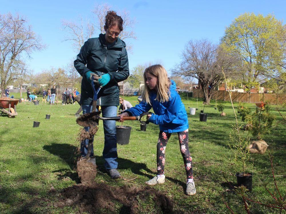 Mini forest planted Saturday in Sarnia park The Sarnia Observer