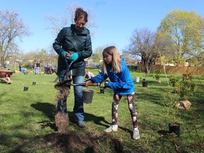 Erica Kelly and her daughter, Beatrice Houf, 9, of Corunna volunteer at a naturalization project Saturday at Wiltshire Park in Sarnia. Volunteers planted about 100 trees and shrubs in a corner of the city park next to the Howard Watson Trail.