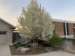 The ornamental Bradford pear is the most widely-planted white flowering tree. John DeGroot photo